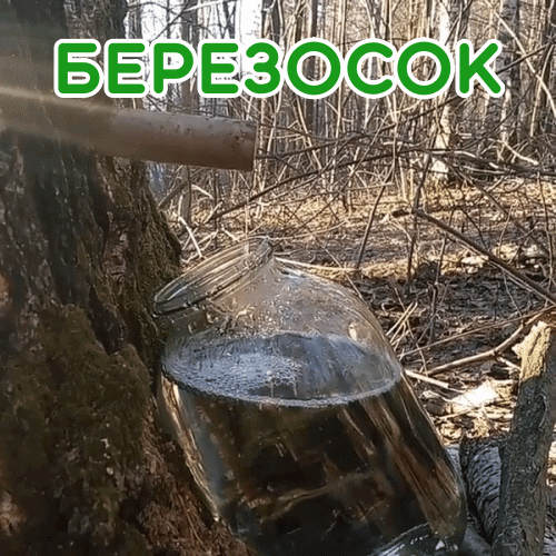 Гифки на Березосок