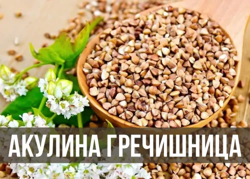 Красивые картинки с Акулиной Гречишницей