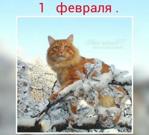Красивые открытки с первым днем февраля (с началом февраля)
