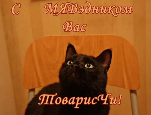 Красивые и прикольные картинки с Днем кошек