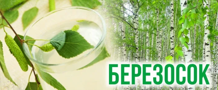 Березосок: 10+ открыток и картинок